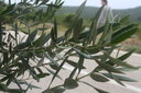 gal/cro 08/_thb_small-IMG_5535.JPG